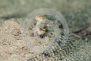 Panther flounder close-up
