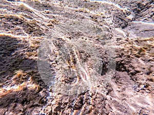 Panther flounder fish (Bothus pantherinus) on sand at coral reef