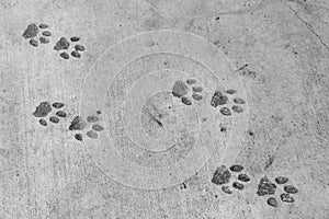 Panther footprints (pawprint imitation) photo