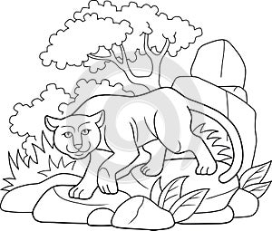 Panther goes in search of prey