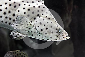 Panther grouper - Cromileptus altivelis