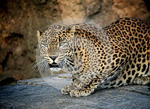 Panther hunting in africa photo