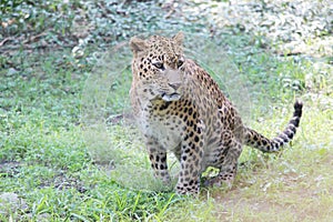 Panther hunting in safari. Leopard safari, India.