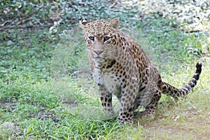 Panther hunting in safari. Leopard safari, India.