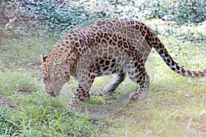 Panther hunting in safari. Leopard safari, India.