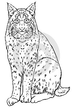 Panther. Linear black and white vector drawing