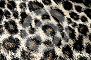 Panther pattern