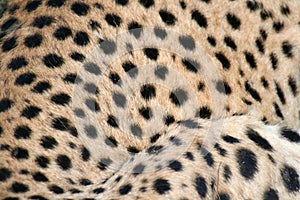 Panther texture