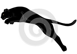 Panther vector photo