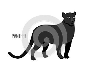 Panther is a wild cat. Title. Vector flat illustration of animal isolated