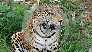 Panthera in Bolivia, south America.