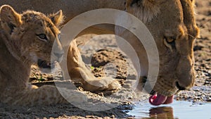 Panthera leo are drinking water at water hole