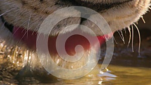 Panthera leo are drinking water at water hole