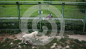 Panthera leo krugeri walking and looking at man tourist. White lion lioness. Wild animal and wildlife. Animal in zoo. White lion