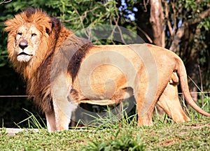 Panthera leo looking profile photo