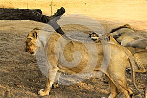 (Panthera leo persica) young female, National Park, Gir Sanctuary, Gujarat, India.