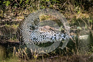 Panthera Paradus Kotiya Sri Lanka Leopard