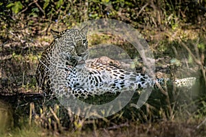 Panthera Paradus Kotiya Sri Lanka Leopard photo