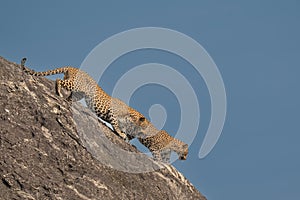 Panthera Paradus Kotiya Sri Lanka Leopard photo