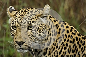 Panthera pardus