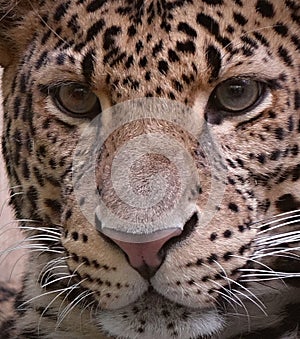 Panthera pardus melas head and eyes