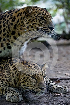 Panthera pardus orientalis