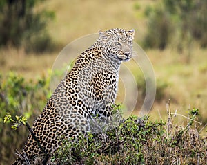 Panthera pardus - young male leopard