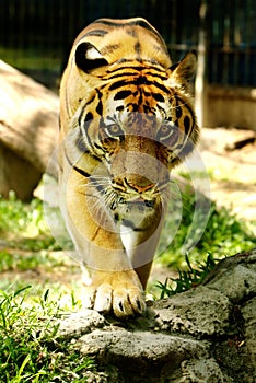 Panthera Tigris