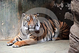 Panthera tigris photo