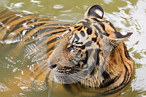 Panthera tigris photo
