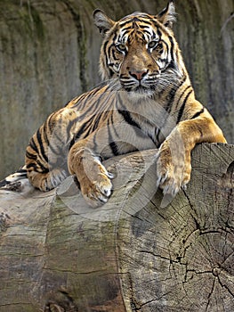 Panthera tigris sumatrae, Sumatran Tiger lies on a large trunk