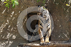 Panthera tigris sumatrae - Sumatran tiger sitting on a wooden board and watching what is happening in the female below it