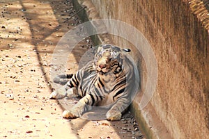 Panthera tigris or tigress resting in a shadow