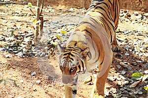 Panthera tigris or tigress standing