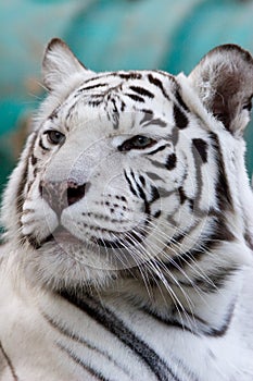 Panthera tigris (var. Alba), Bengal tiger