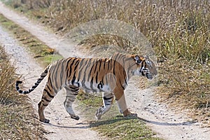 Panthera tigris - wild tigress crossing the road in an Indian forest