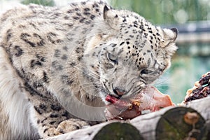 Panthera uncia. Snow leopard. Irbis. Uncia uncia.