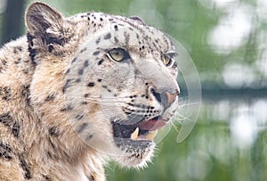 Panthera uncia. Snow leopard. Irbis. Uncia uncia.