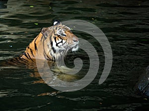 Panthera yellow with black stripped tiger swimming in river