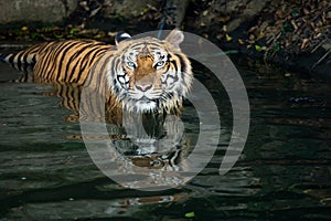 Panthera yellow with black stripped tiger swimming in river looking at camera