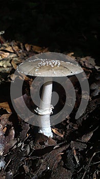 Panthercap mushroom