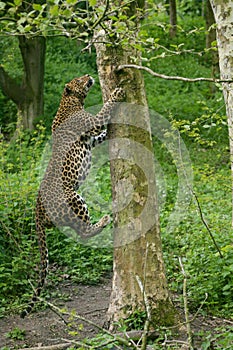 PANTHERE DU SRI LANKA panthera pardus kotiya