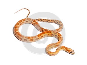 pantherophis guttatus scaleless, isolated on white