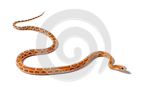 Pantherophis guttatus scaleless, isolated photo