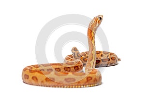 Pantherophis guttatus scaleless, isolated photo