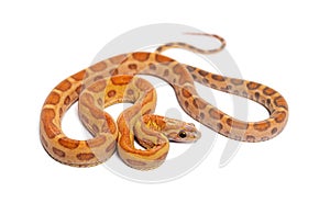 Pantherophis guttatus scaleless, isolated photo