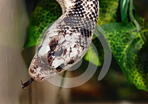 Pantherophis Obsoleta or Rat Snake photo
