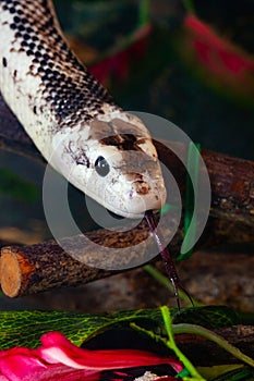 Pantherophis Obsoleta or Rat Snake photo