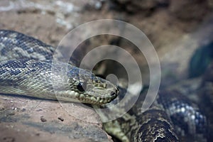 Pantherophis obsoletus also known as the western rat snake