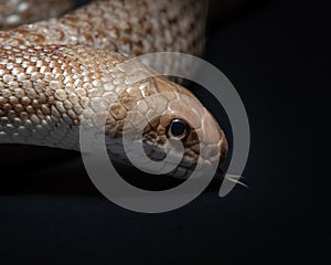 Pantherophis obsoletus lindheimeri studio shot. Texas rat snake portrait. Exotic pet